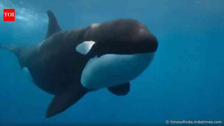 A rare orca known as “La Abuela” was found with wounds consistent with shotgun pellets; could threaten an entire Iberian population of fewer than 40 whales