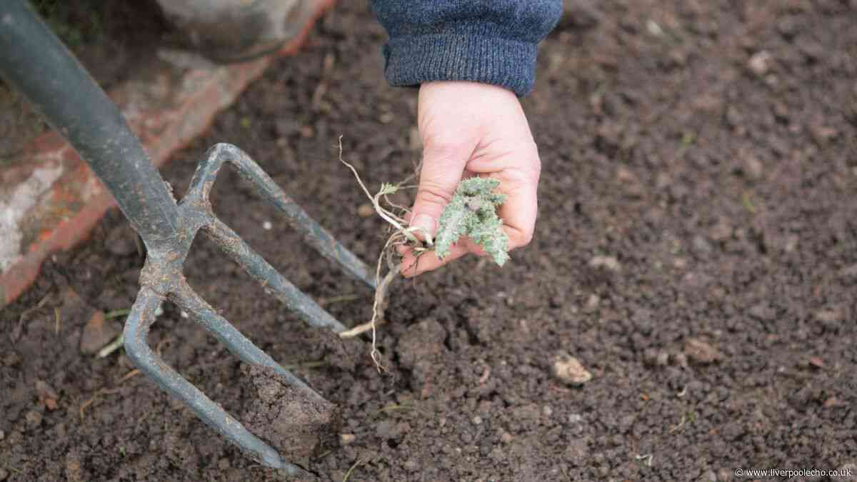 One household waste item works to kick back weeds in your garden all year long