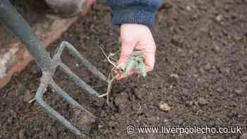 One household waste item works to kick back weeds in your garden all year long