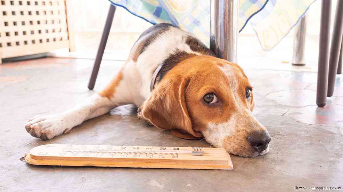 Dog heatstroke signs and the uncommon symptom to look for