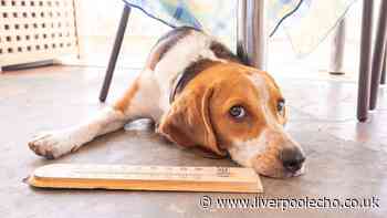 Dog heatstroke signs and the uncommon symptom to look for