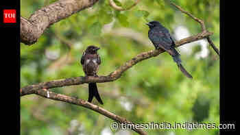 Black drongos introduced for pest control later threatened Guam’s native birds