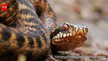 How to identify the European Adder snake: Key features explained