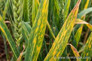 AHDB launches £500k BYDV tool to help growers cut sprays