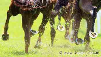 Trainer confident gelding will make his way through the grades