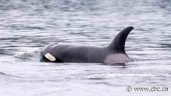 Orcas wow beachgoers with extremely close encounter | The Moment