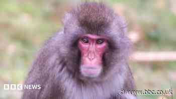 Escaped monkey returns to Highland Wildlife Park enclosure