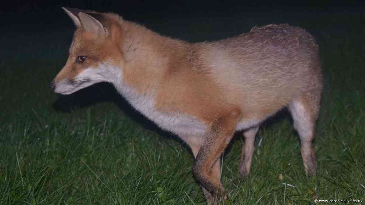 Simple habits to keep foxes and pests away from your bins