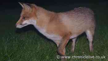 Simple habits to keep foxes and pests away from your bins