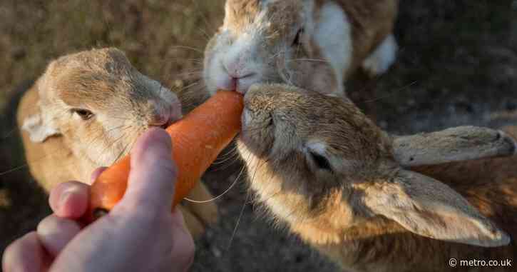 The world-famous Rabbit Island with ‘500’ bunnies is at risk from wild boars