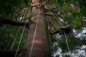 Take a bough: Climbing takes relationship with B.C.'s trees to the next level