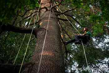 Take a bough: Climbing takes relationship with B.C.'s trees to the next level