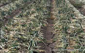 East Anglia drought leaves British onion crop under pressure