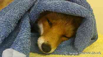 Rescuers offer £3K reward after fox left paralysed in shooting and put down