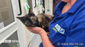 Rise in animal cruelty reports alarming - charity