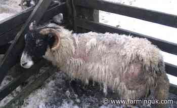 NI farm leaders urge vigilance as sheep scab threat rises
