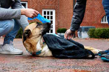 Mannheim – Erste Hilfe für Hund und Halter: Im Notfall richtig handeln