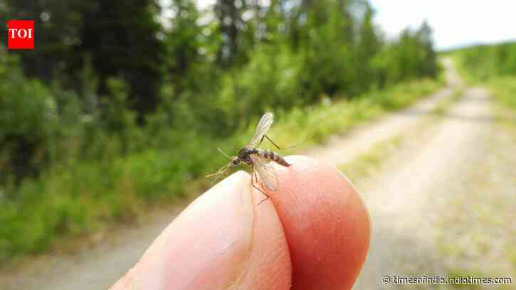 Iceland No Longer Mosquito-Free: first insects recorded in Kjós; tourists face little risk