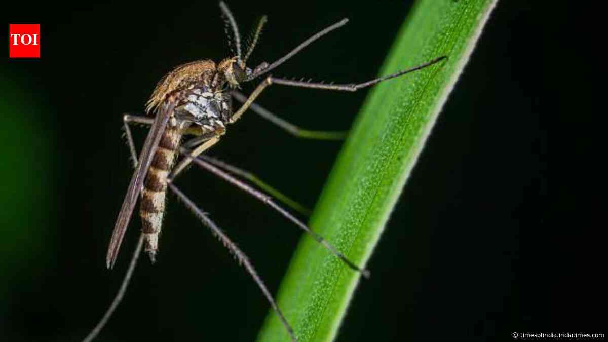 Insecticide killed 97.91% of dengue mosquitoes; the tiny fraction that survived worries Delhi scientists