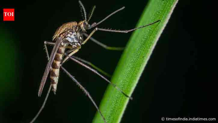 Insecticide killed 97.91% of dengue mosquitoes; the tiny fraction that survived worries Delhi scientists