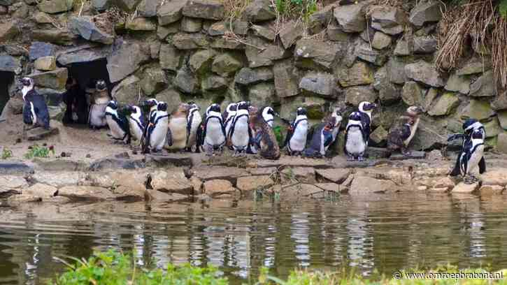 Opnieuw pinguïns overleden in Beekse Bergen na ziekteverschijnselen