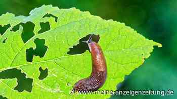 Das Küchen-Gewürz, das Schnecken aus Ihrem Garten fernhält