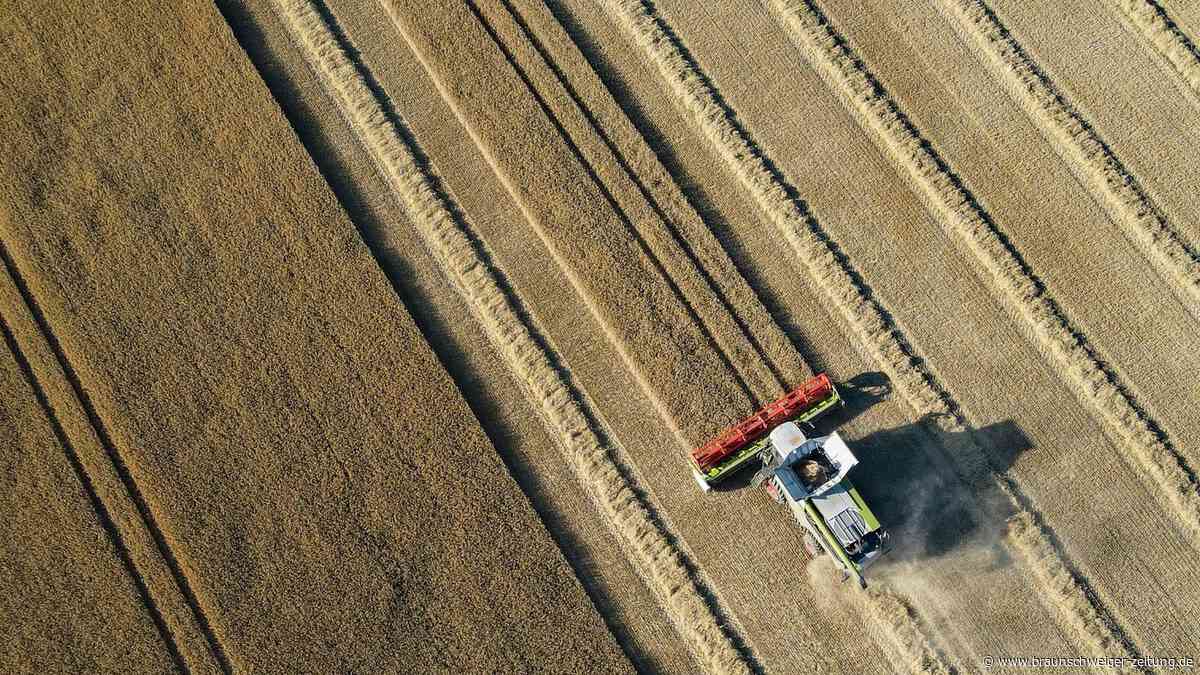 Bauern verzweifeln an Hitze-Folgen: Steigen jetzt die Lebensmittelpreise?