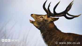 Stag put down after attacking man in Richmond Park
