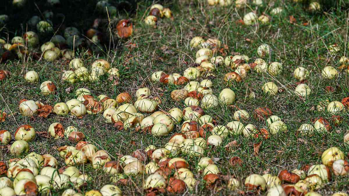 Um fast 18 Prozent eingebrochen: Obstbauern erwarten wegen Hitze und Trockenheit weniger Äpfel