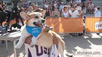 WATCH:  5th international Corgi race held in Lithuania
