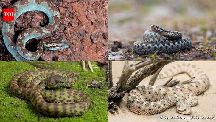 7 common non-venomous snakes found around the world