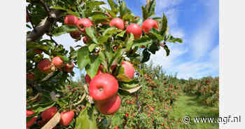 Zonnebrandschade Limburgse fruitteelt minder erg dan gedacht: "1 tot 10 procent"
