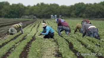 P.E.I. declines Ottawa's offer to let rural employers hire more temporary foreign workers