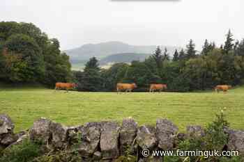 One in three beef farmers not vaccinating against clostridial disease