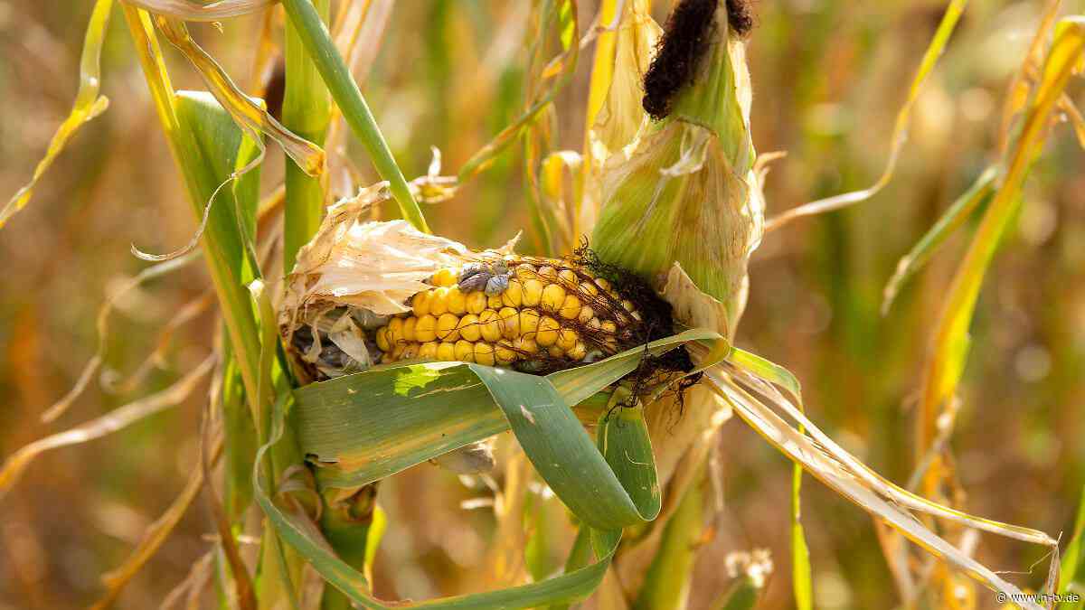 Erträge sinken, Preise steigen: Bauern schlagen Alarm: Es ist nicht nur das Wetter