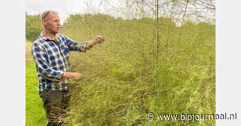 Biologische aspergeteler bespaart met druppelirrigatie miljoenen liters water