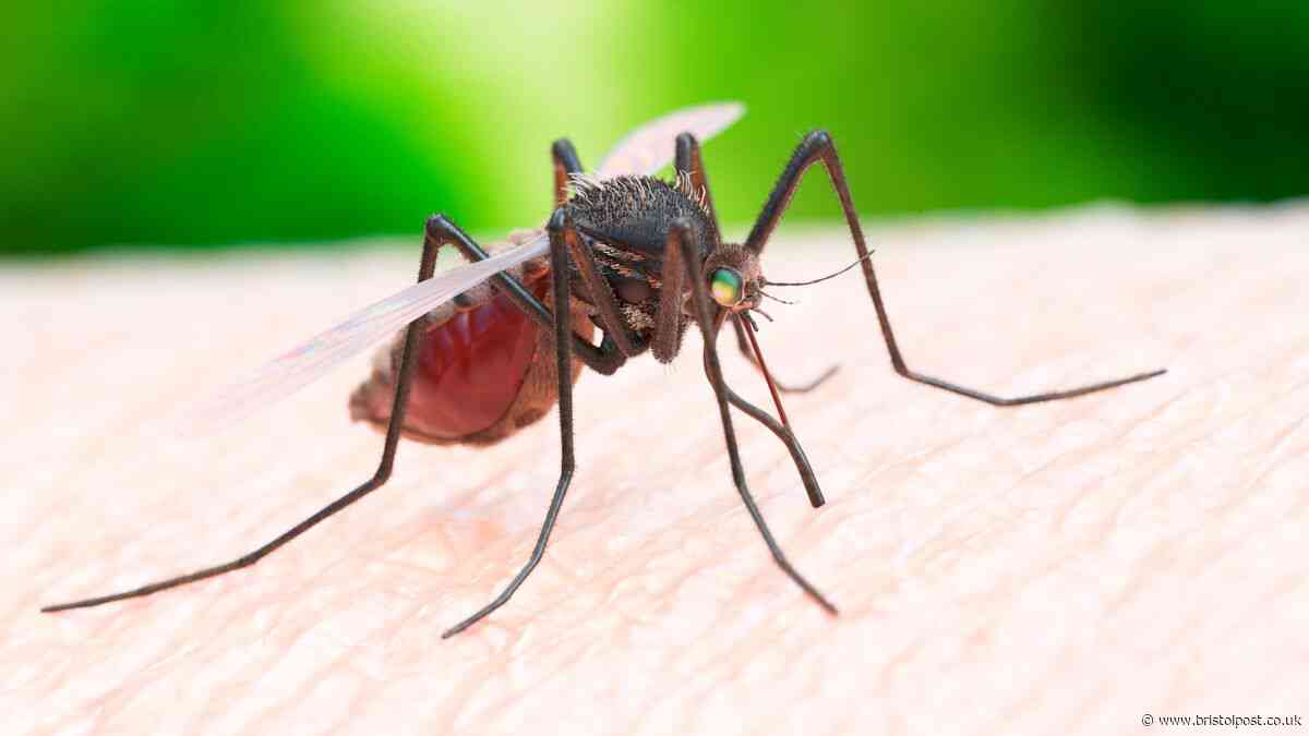 Travellers issued 'before you go' UKHSA health alert for disease that kills thousands