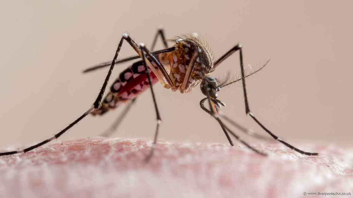 UKHSA malaria health warning for anyone going abroad this summer