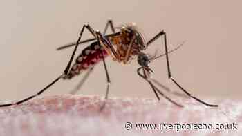 UKHSA malaria health warning for anyone going abroad this summer