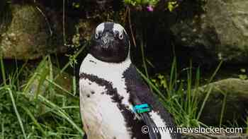 Opnieuw pinguïns overleden in Beekse Bergen na ziekteverschijnselen