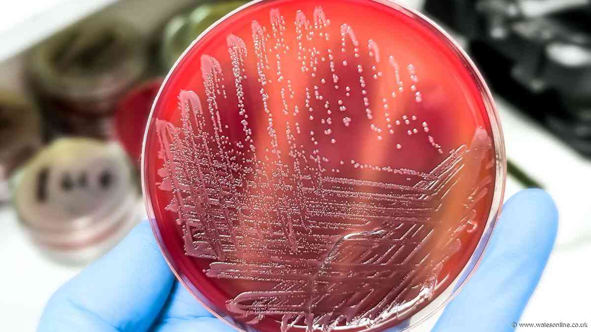 Salmonella case discovered in Wales after UK outbreak leaves one dead and hundreds ill