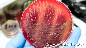 Salmonella case discovered in Wales after UK outbreak leaves one dead and hundreds ill