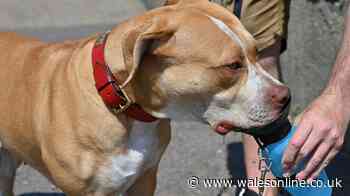 RSPCA confirms 5 breeds of dogs are banned in the UK as 'cruelty up'