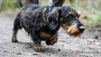 Unbekannte Frau attackiert in Augsburgs Innenstadt Hundebesitzerin mit Flasche