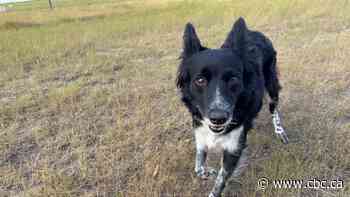 Border collies compete to be top dog at national championship in Shaunavon, Sask.