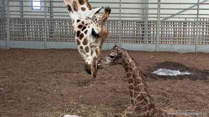 Giraffe geboren in Beekse Bergen: 'Mannetje is kers op de taart'
