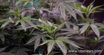 Georgia medical cannabis registry adds 10,000 patients after new law