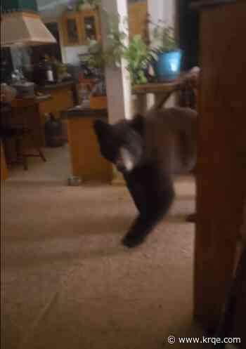 VIDEO: Bear breaks into Las Vegas home twice