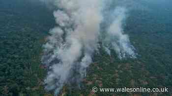 Wales cannot afford to ignore the destruction of tropical forests