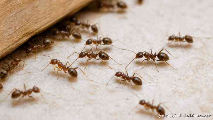 Scientists tested two Argentine ant baits; one sent them roaming, other drove them near water